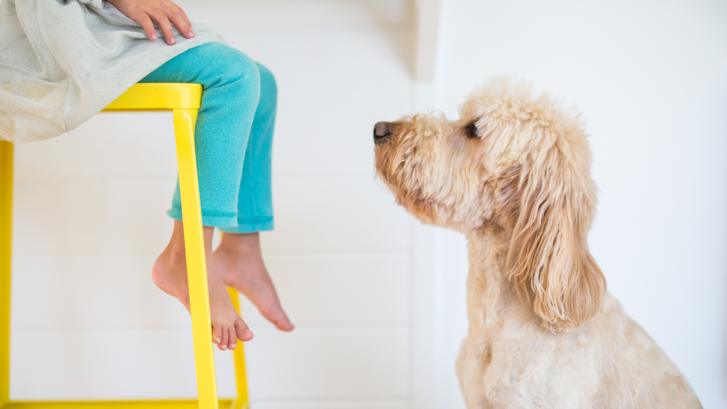 Koira lapsiperheessä -luento